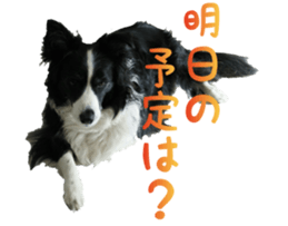 The Border Collie Hitomi's feeling. sticker #15605031