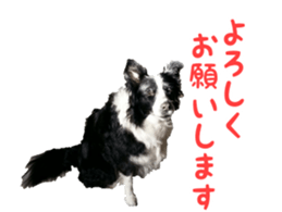 The Border Collie Hitomi's feeling. sticker #15605032