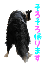 The Border Collie Hitomi's feeling. sticker #15605033