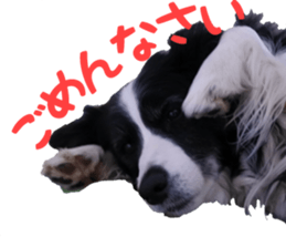 The Border Collie Hitomi's feeling. sticker #15605034