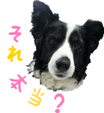 The Border Collie Hitomi's feeling. sticker #15605035