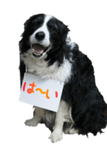 The Border Collie Hitomi's feeling. sticker #15605036