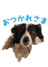 The Border Collie Hitomi's feeling. sticker #15605037