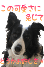 The Border Collie Hitomi's feeling. sticker #15605038
