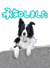 The Border Collie Hitomi's feeling. sticker #15605039