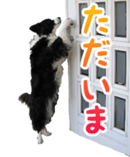 The Border Collie Hitomi's feeling. sticker #15605040