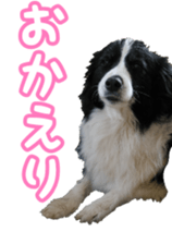 The Border Collie Hitomi's feeling. sticker #15605041