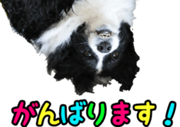 The Border Collie Hitomi's feeling. sticker #15605042