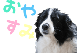 The Border Collie Hitomi's feeling. sticker #15605043