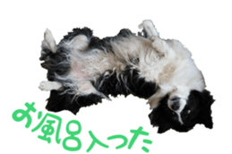 The Border Collie Hitomi's feeling. sticker #15605044