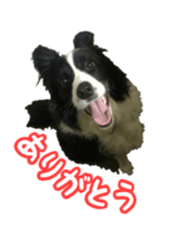 The Border Collie Hitomi's feeling. sticker #15605045