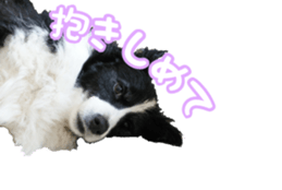The Border Collie Hitomi's feeling. sticker #15605046