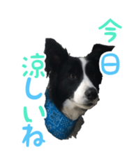 The Border Collie Hitomi's feeling. sticker #15605047