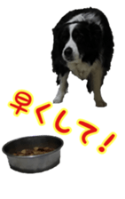 The Border Collie Hitomi's feeling. sticker #15605048