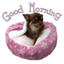 Yu-ri of a chihuahua 2 sticker #15605826