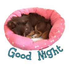 Yu-ri of a chihuahua 2 sticker #15605827