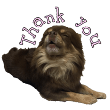 Yu-ri of a chihuahua 2 sticker #15605828