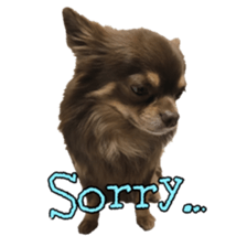 Yu-ri of a chihuahua 2 sticker #15605829