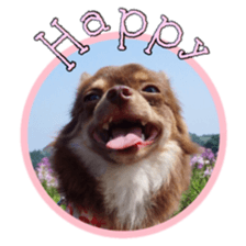 Yu-ri of a chihuahua 2 sticker #15605830