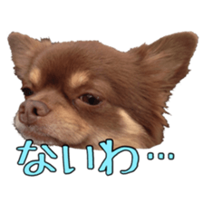 Yu-ri of a chihuahua 2 sticker #15605831