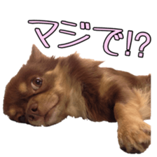 Yu-ri of a chihuahua 2 sticker #15605832