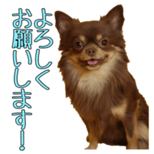 Yu-ri of a chihuahua 2 sticker #15605833