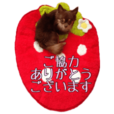 Yu-ri of a chihuahua 2 sticker #15605834