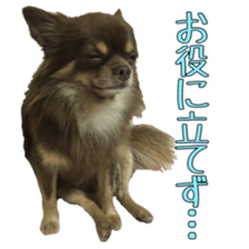 Yu-ri of a chihuahua 2 sticker #15605835