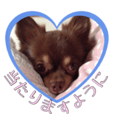 Yu-ri of a chihuahua 2 sticker #15605836
