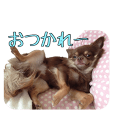 Yu-ri of a chihuahua 2 sticker #15605837