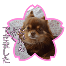 Yu-ri of a chihuahua 2 sticker #15605838