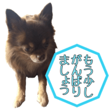 Yu-ri of a chihuahua 2 sticker #15605839