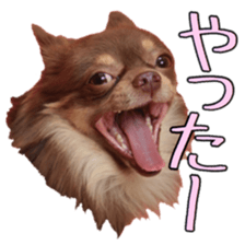 Yu-ri of a chihuahua 2 sticker #15605840