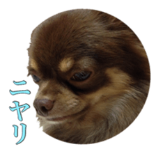 Yu-ri of a chihuahua 2 sticker #15605841