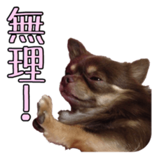 Yu-ri of a chihuahua 2 sticker #15605842