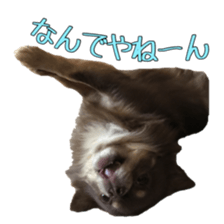 Yu-ri of a chihuahua 2 sticker #15605843