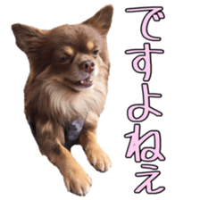 Yu-ri of a chihuahua 2 sticker #15605844