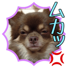 Yu-ri of a chihuahua 2 sticker #15605845