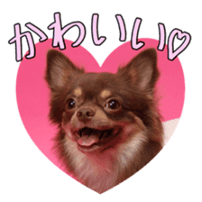 Yu-ri of a chihuahua 2 sticker #15605846