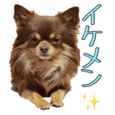 Yu-ri of a chihuahua 2 sticker #15605847