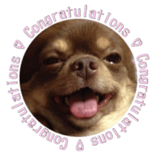 Yu-ri of a chihuahua 2 sticker #15605848