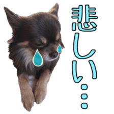 Yu-ri of a chihuahua 2 sticker #15605849