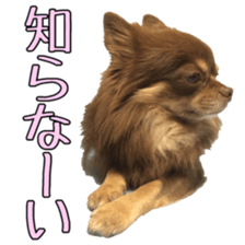 Yu-ri of a chihuahua 2 sticker #15605850