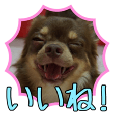 Yu-ri of a chihuahua 2 sticker #15605851
