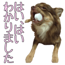 Yu-ri of a chihuahua 2 sticker #15605852