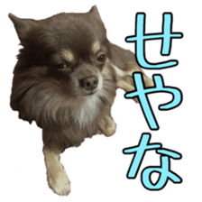 Yu-ri of a chihuahua 2 sticker #15605853