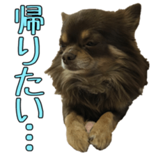 Yu-ri of a chihuahua 2 sticker #15605855