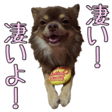 Yu-ri of a chihuahua 2 sticker #15605856