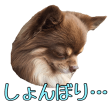 Yu-ri of a chihuahua 2 sticker #15605857