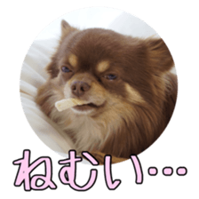 Yu-ri of a chihuahua 2 sticker #15605858